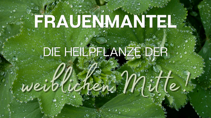 Frauenmantel, die Heilpflanze der weiblichen Mitte!